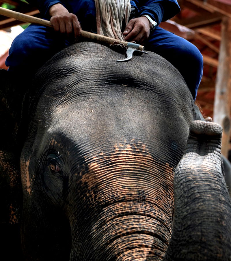 An elephant nursery is under fire for its practice of breeding baby elephants into captivity and forcing them to become money-making performers for the amusement of tourists.