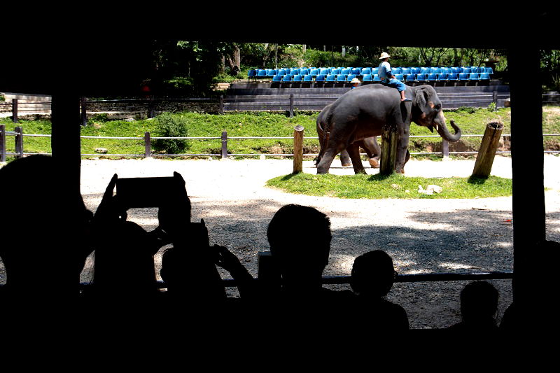 An elephant nursery is under fire for its practice of breeding baby elephants into captivity and forcing them to become money-making performers for the amusement of tourists.