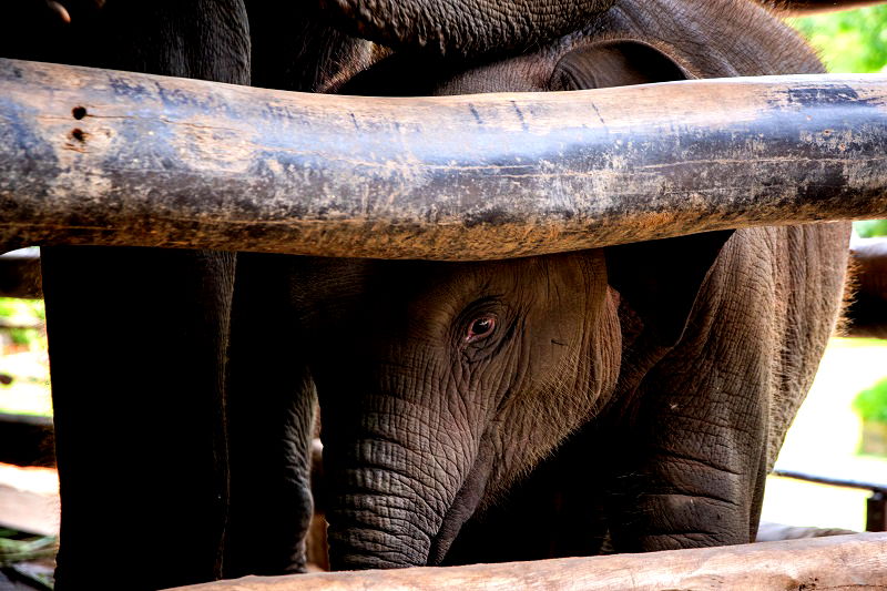 An elephant nursery is under fire for its practice of breeding baby elephants into captivity and forcing them to become money-making performers for the amusement of tourists.