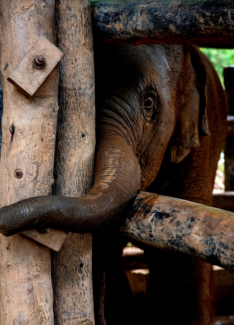 An elephant nursery is under fire for its practice of breeding baby elephants into captivity and forcing them to become money-making performers for the amusement of tourists.