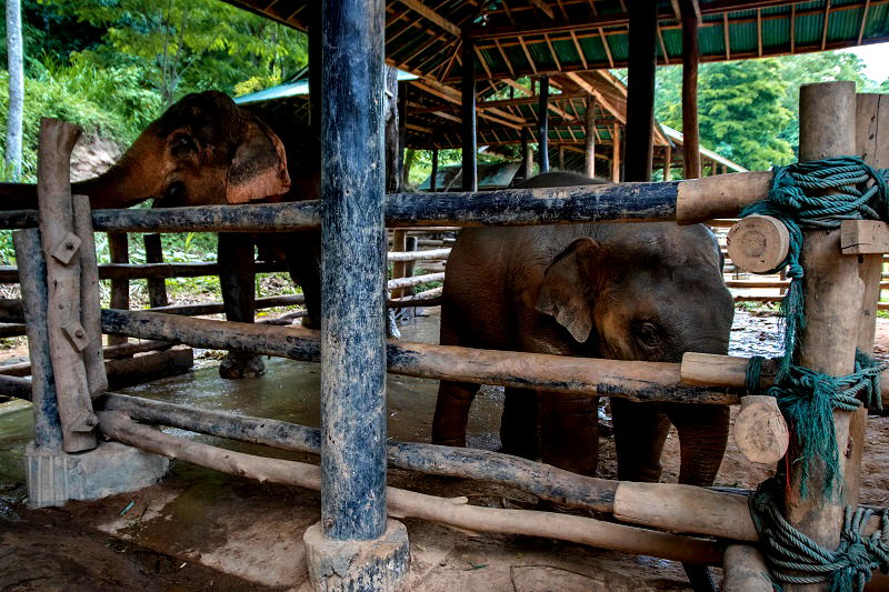 An elephant nursery is under fire for its practice of breeding baby elephants into captivity and forcing them to become money-making performers for the amusement of tourists.