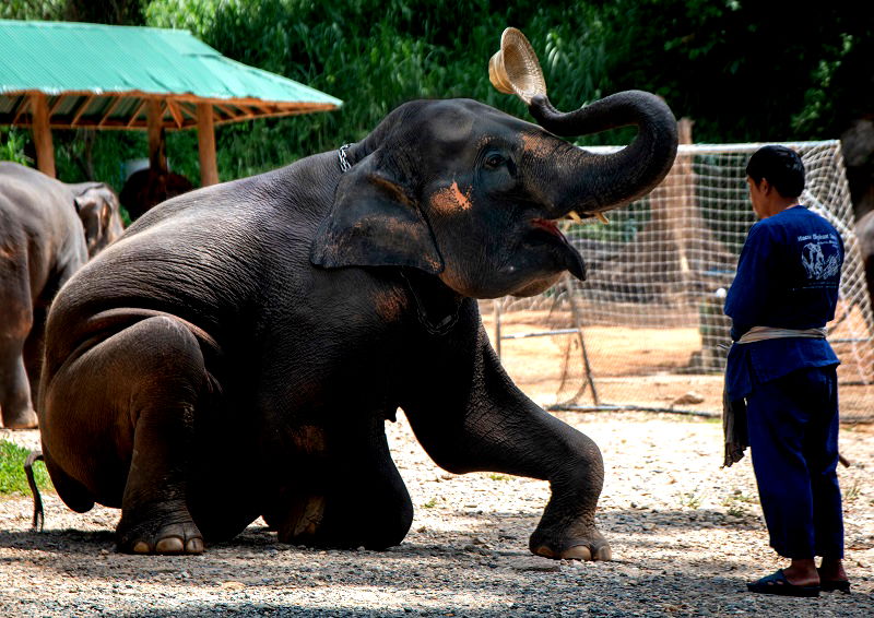 An elephant nursery is under fire for its practice of breeding baby elephants into captivity and forcing them to become money-making performers for the amusement of tourists.