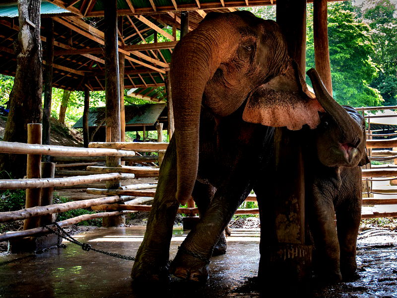 An elephant nursery is under fire for its practice of breeding baby elephants into captivity and forcing them to become money-making performers for the amusement of tourists.