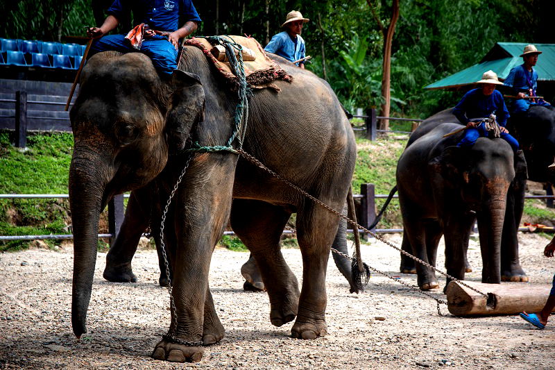 An elephant nursery is under fire for its practice of breeding baby elephants into captivity and forcing them to become money-making performers for the amusement of tourists.