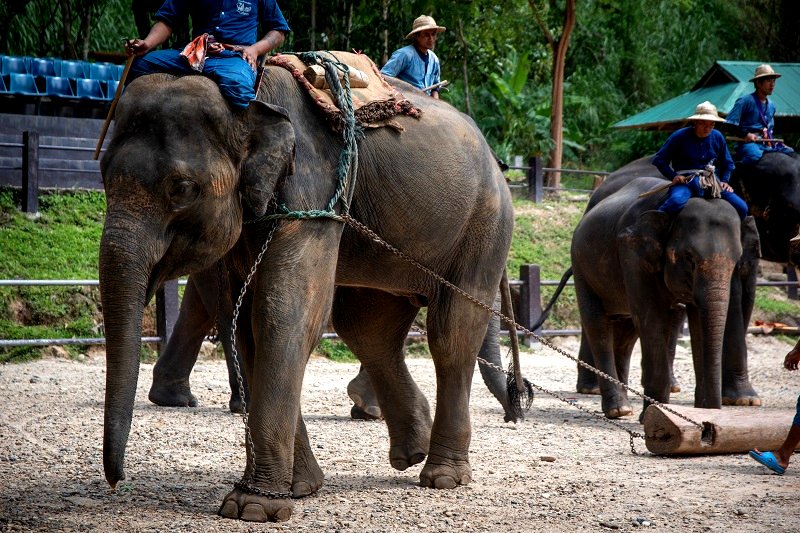 An elephant nursery is under fire for its practice of breeding baby elephants into captivity and forcing them to become money-making performers for the amusement of tourists.