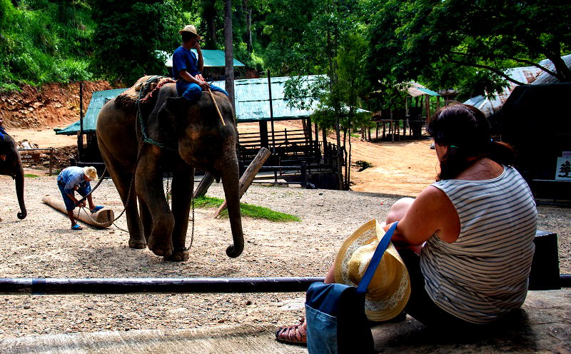 An elephant nursery is under fire for its practice of breeding baby elephants into captivity and forcing them to become money-making performers for the amusement of tourists.