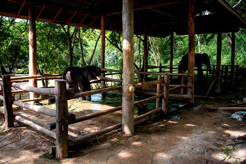 An elephant nursery is under fire for its practice of breeding baby elephants into captivity and forcing them to become money-making performers for the amusement of tourists.