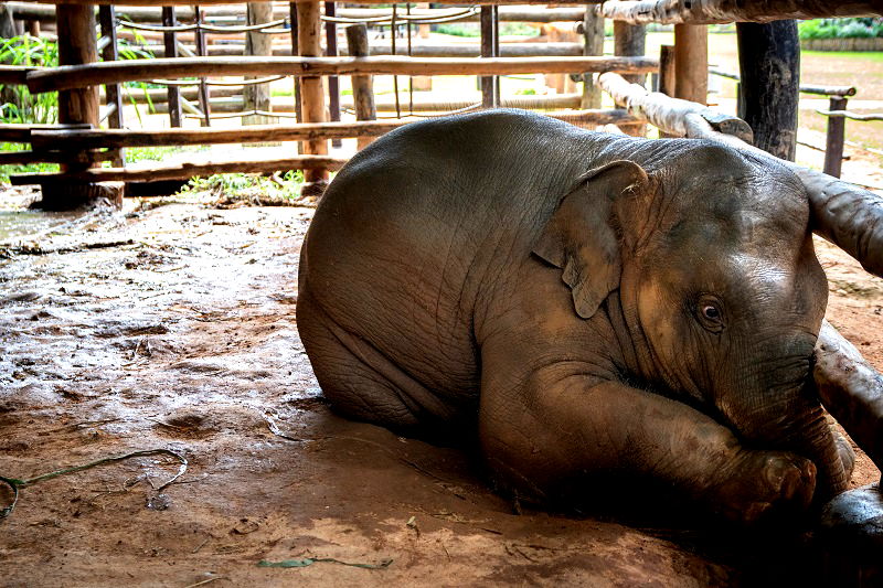 An elephant nursery is under fire for its practice of breeding baby elephants into captivity and forcing them to become money-making performers for the amusement of tourists.