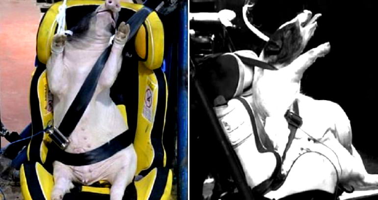 Chinese Researchers Caught Using Live Piglets as Crash Test Dummies