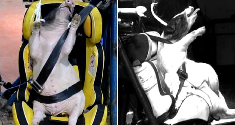 Chinese Researchers Caught Using Live Piglets as Crash Test Dummies