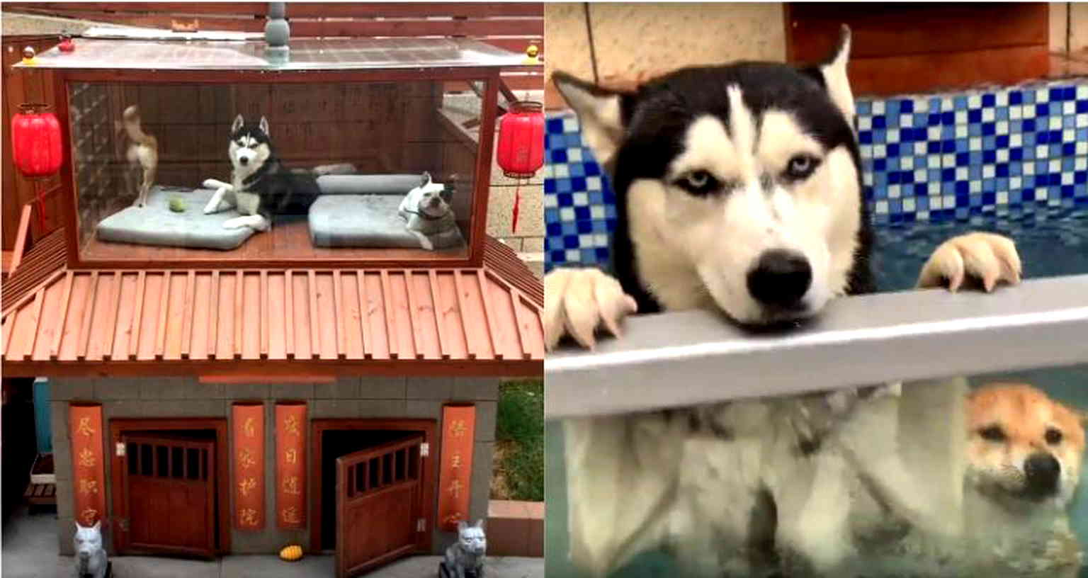 Chinese Man Builds Ridiculous House for His Dogs With AC, Pool and Spa