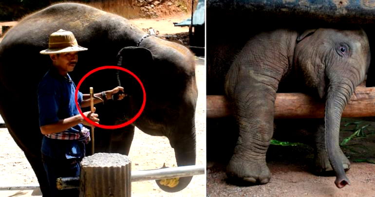 Thai Elephant Nursery Exposed for ‘Breaking’ Baby Elephants for Tourist Attractions