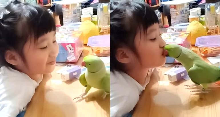 Parrot Gives Smooches to Little Taiwanese Girl in Adorable Video