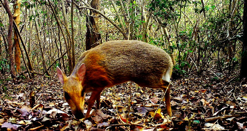 mouse deer