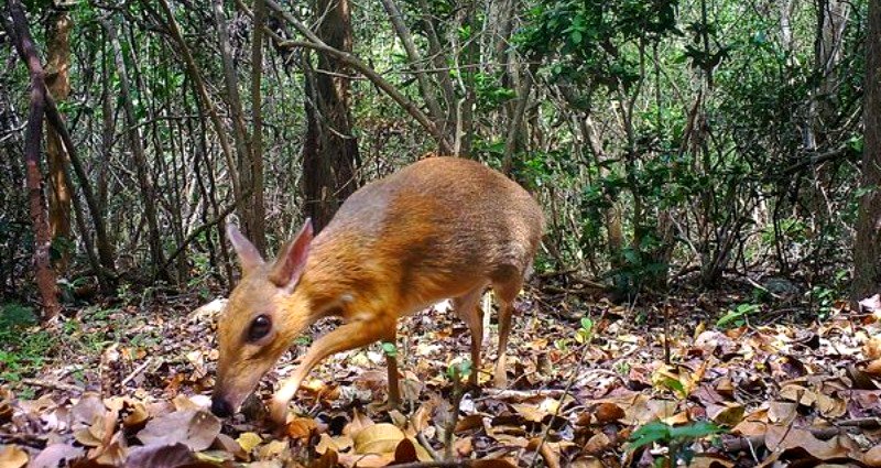 ‘Mouse-Deer’ Thought to Be Extinct Found in Vietnamese Forest 30 Years Later