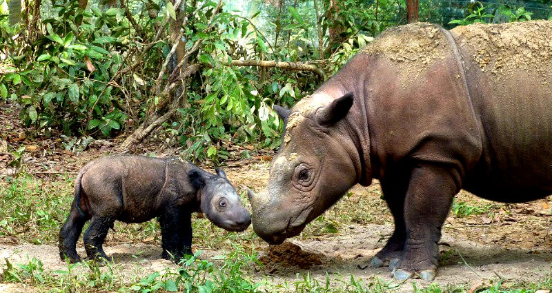 Malaysia’s Last Sumatran Rhino Dies