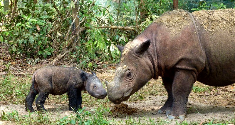 Malaysia’s Last Sumatran Rhino Dies