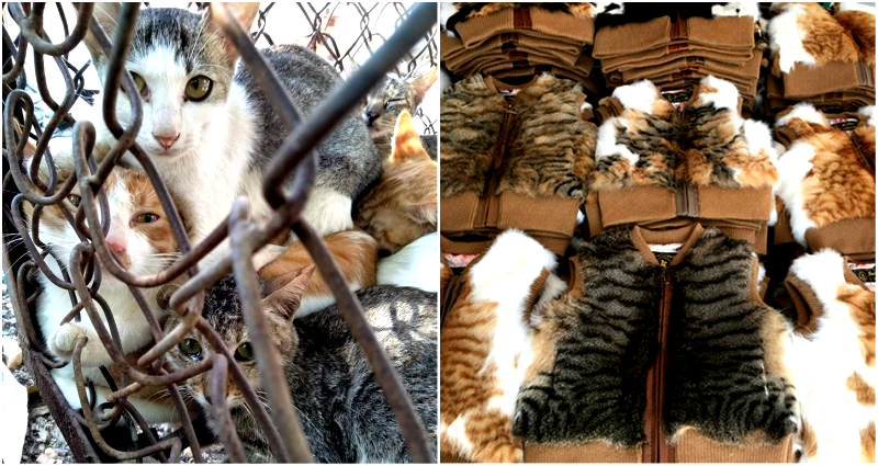 Butchers in China Accused of Boiling Cats Alive to Make Purses and Shoes