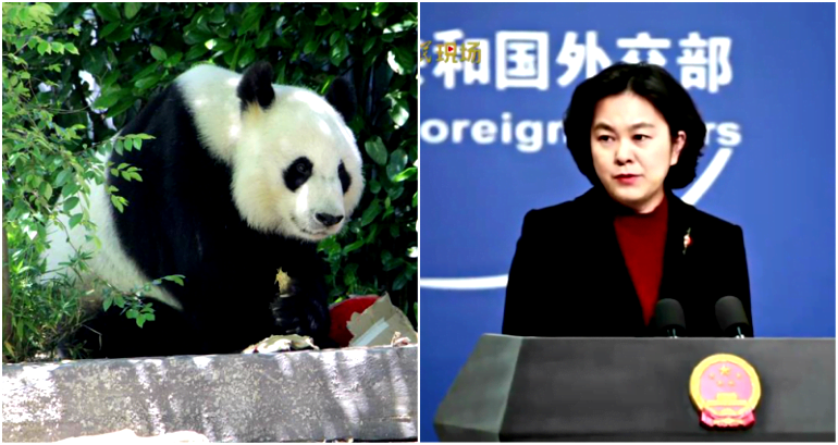 China Calls Itself a Panda, ‘Big But Not Threatening’