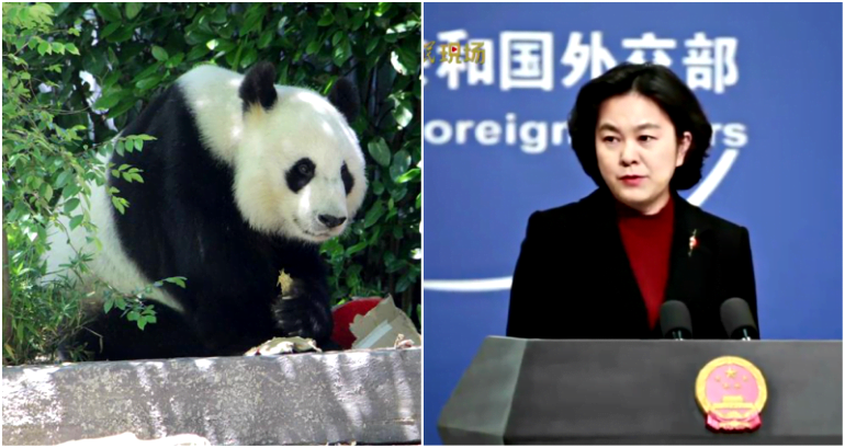 China Calls Itself a Panda, ‘Big But Not Threatening’