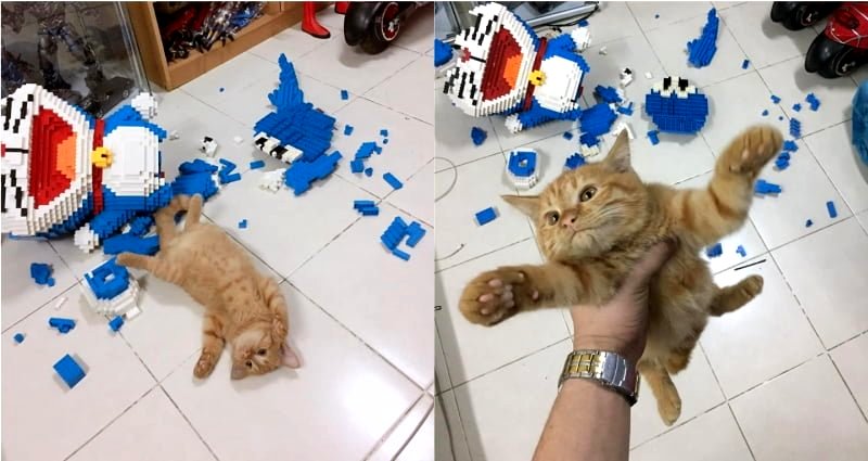 Man’s Cat Destroys His 4,500-Piece Doraemon Figure