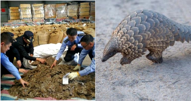 Chinese Police Seize 23 Tons of Scales From 50,000 Pangolins