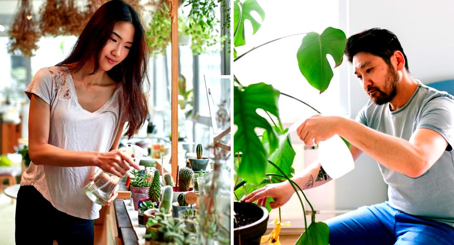 7 Indoor Plants That Are Hard to Kill (Hopefully)