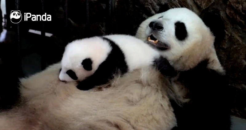 Panda Mom Rocks Baby to Sleep By Doing a ‘Belly Dance’