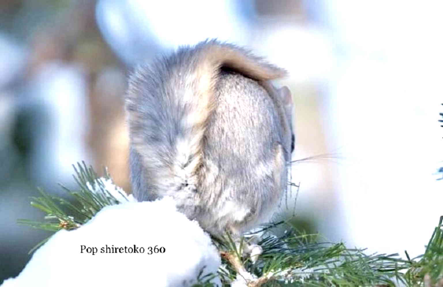 At first glance, it is easy to mistake the Ezo Momonga (Pteromys Volans) as a real-life Pokémon.