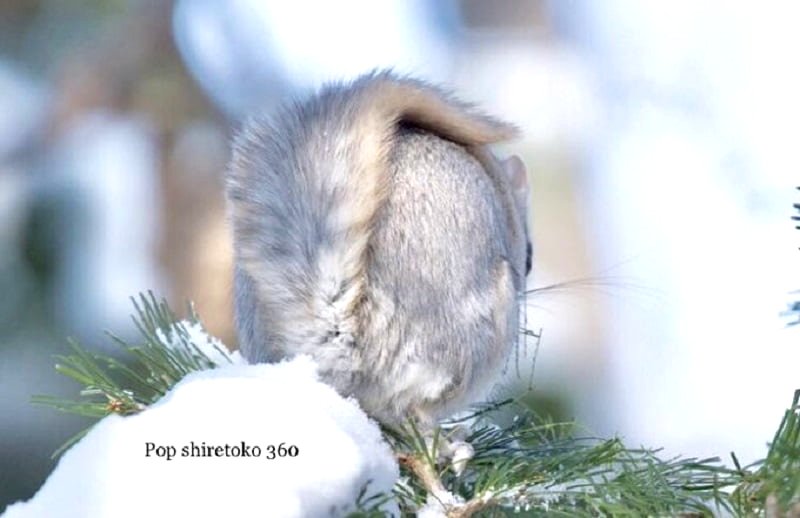 At first glance, it is easy to mistake the Ezo Momonga (Pteromys Volans) as a real-life Pokémon.