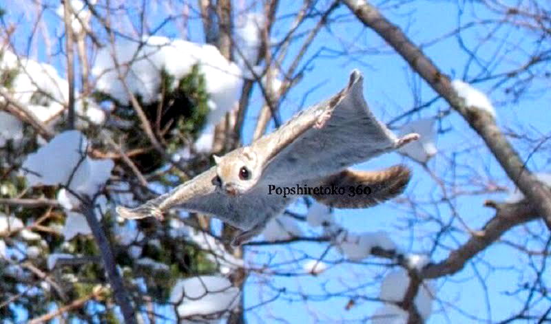 At first glance, it is easy to mistake the Ezo Momonga (Pteromys Volans) as a real-life Pokémon.