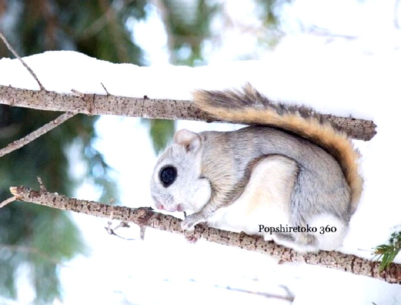 At first glance, it is easy to mistake the Ezo Momonga (Pteromys Volans) as a real-life Pokémon.