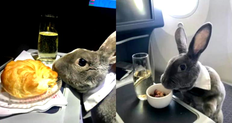 Crazy Rich Rabbit Sips Champagne in Business Class Flight to Japan