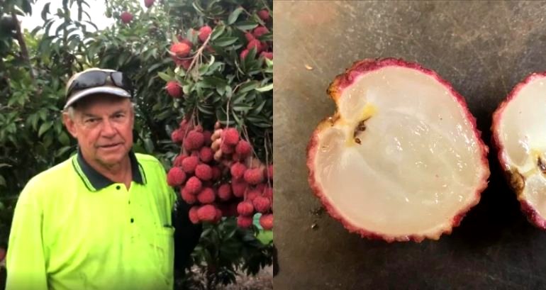 Seedless Lychee Created in Australia After Almost 20 Years