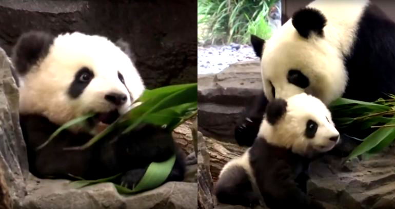 Germany Finally Reveals First Twin Panda Cubs Born in the Country