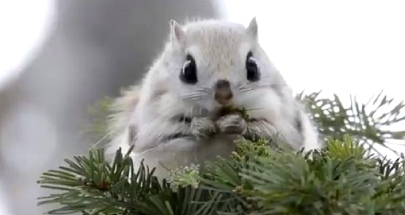 Rare Squirrel Found on Only One Japanese Island is Not a Pokémon
