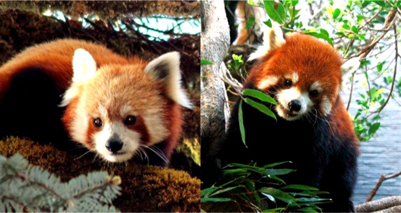 There Are Now 2 Species of Red Panda, Study Finds