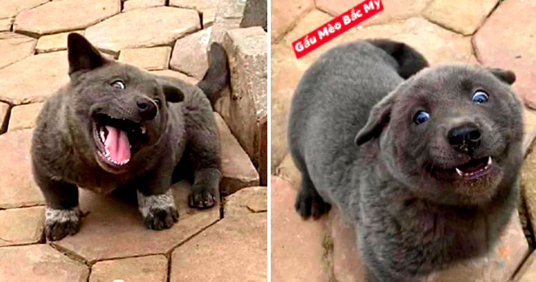 Hmong Puppy is the Derpy Dog You Never Knew Existed