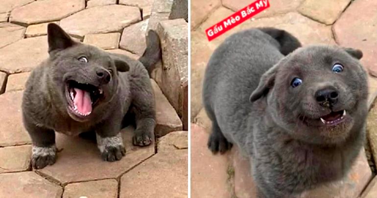 Hmong Puppy is the Derpy Dog You Never Knew Existed