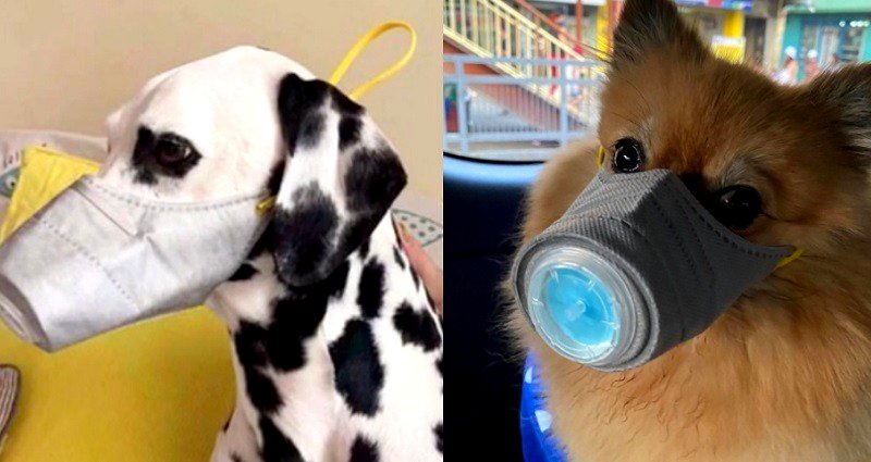 Hong Kong Warns Against Kissing Pets After Dog Confirmed to Have Coronavirus
