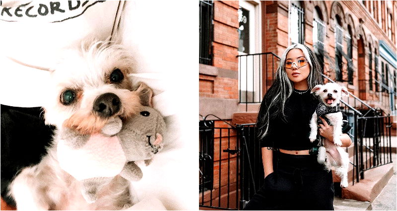 Influencer Feral Creature and Elderly Dog Allegedly Assaulted During Walk in Brooklyn