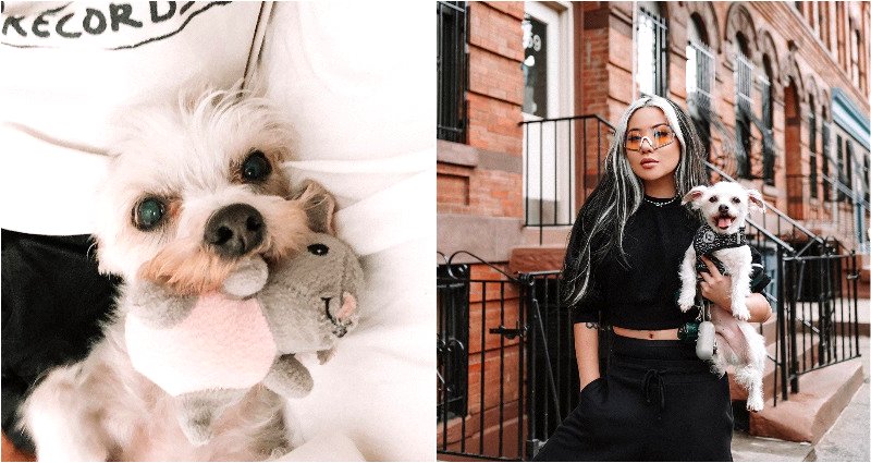 Influencer Feral Creature and Elderly Dog Allegedly Assaulted During Walk in Brooklyn