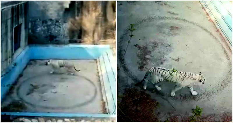 ‘Depressed’ Tiger Walks in Endless Circles at Beijing Zoo