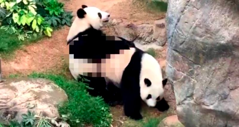 Giant Pandas in HK Finally Have Sex After 10 Years Because of Quarantine