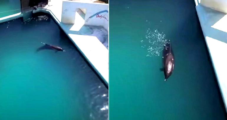 ‘World’s Loneliest Dolphin’ Dies After 2 Years Alone in Abandoned Park in Japan