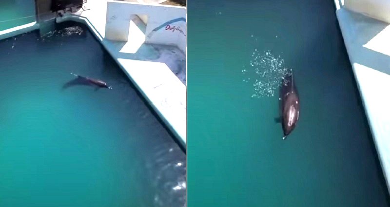 ‘World’s Loneliest Dolphin’ Dies After 2 Years Alone in Abandoned Park in Japan