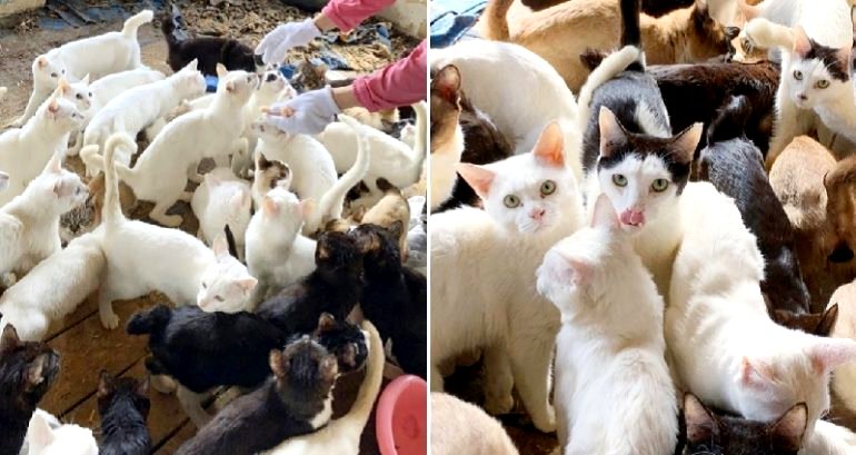 238 Cats, Many Bones Found in Home in Japan