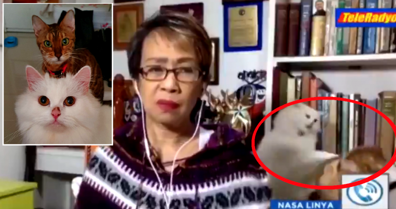 Filipino Journalist Stays Completely Cool as Cats Fight During TV Interview