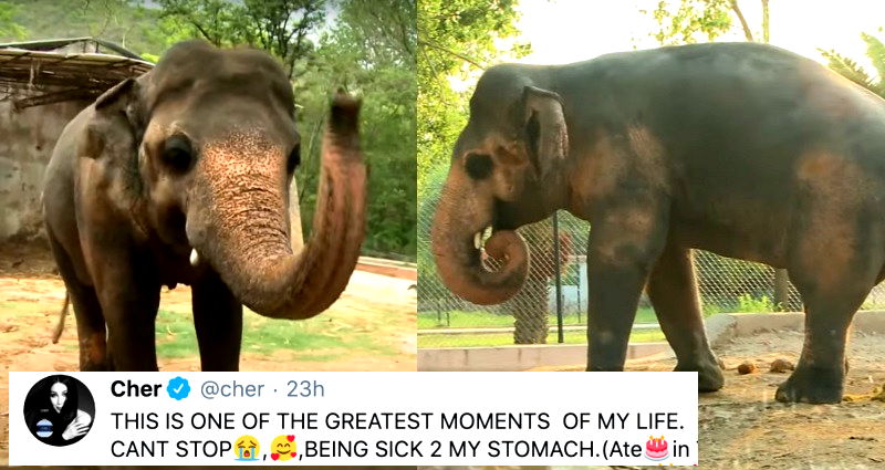 Pakistan Agrees to Free Lonely Elephant Who Spent Years in Chains After Singer Cher Helps