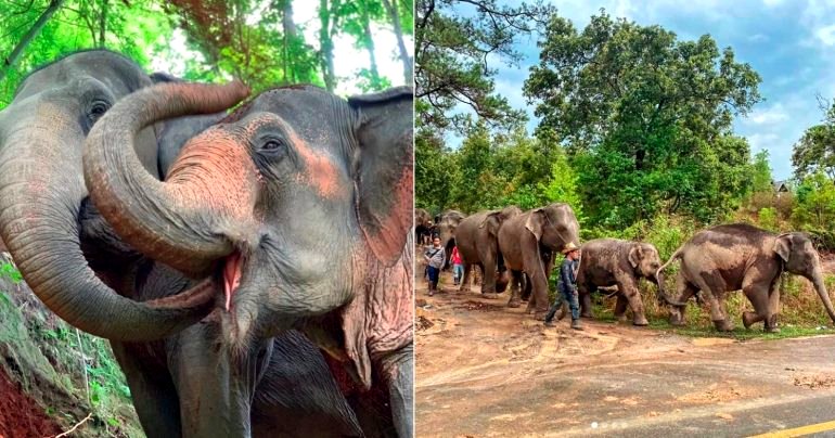 100 Captive Thai Elephants Now Free Because of COVID-19, Walk 93 Miles Back Home